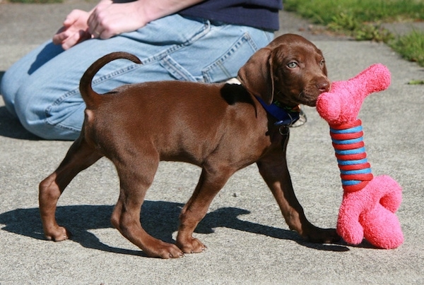 The right side of a small brown Vizmaraner puppy that is walking across a sidewalk and it has a pink plush toy in its mouth. There is a person on there knees behind it. The dog's tail is being held up high in the air. It has ears that hang down to the sides.