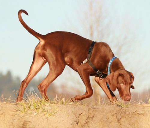 The right side of a shiny-coated, red Vizmaraner dog sniffing its way across a dirt terrain. The dog has yellow eyes, a brown nose and a long tail that is curled up at the tip. It is wearing a black harness.