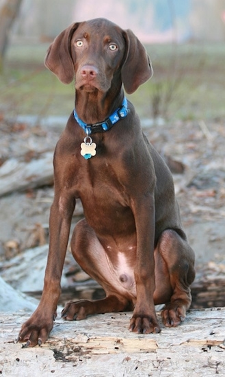 A tall brown Vizmaraner dog sitting on a stone surface and it is looking forward. The dog has light yellow eyes and a brown nose. It is wearing a blue collar.