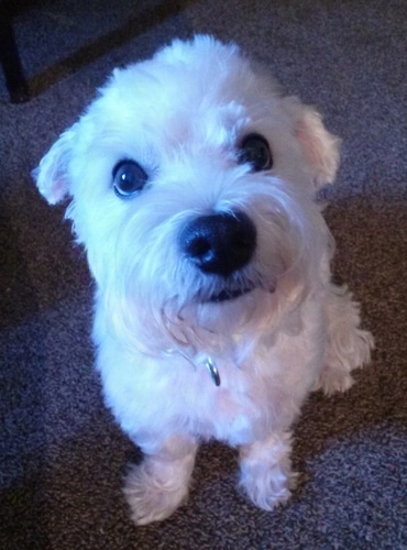 bichon frise westie mix