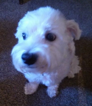 bichon frise westie mix