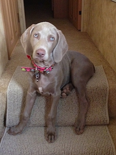 silver weimaraner puppies