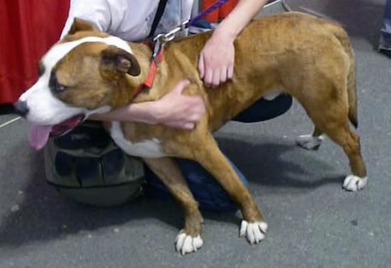 The left side of a brown with white Western Mountain Cur that is standing on a concrete surface with a persons arms wrapped around its body. The dog is leaning forward trusting that the human will hold it up. The dogs tongue is out.