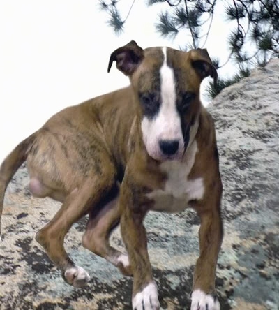A brown with white Western Mountain Cur dog is standing on a rock that has a deep slope. The dog has a white stripe down the front of its face.