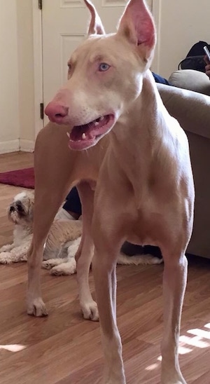 white doberman puppy