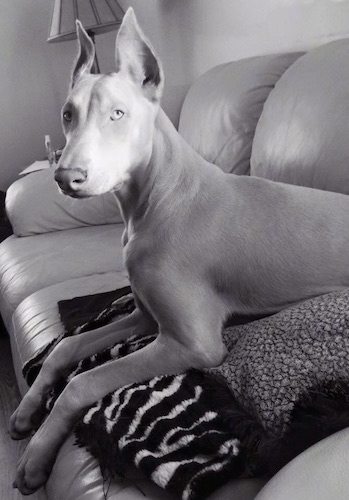 A black and white photo of Styles Leiben Wrightson the white Doberman Pinscher laying on a couch on top of a blanket
