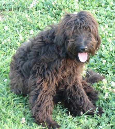 A brown wavy coated Whoodle dog is sitting in grass and it is looking forward. Its mouth is open and its tongue is hanging out. It has a big black nose.