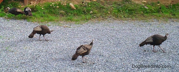 A flock of Wild Turkeys are walking up a gravelly path and some are pecking at the grass next to the path.