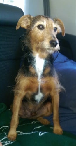 A black and brown with white Wire Fox Pinscher is sitting on a couch on top of a green blanket and it is looking to the right. The dog's coat looks scruffy and thin. It has brown almond shaped eyes and a black nose.