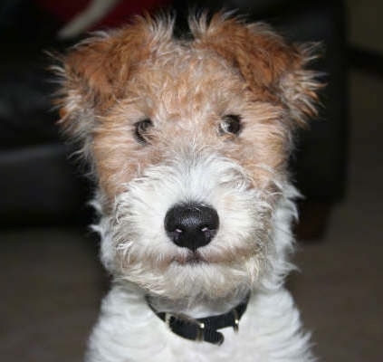 Close Up head shot - a wiry-looking tan and white Wire Fox Terrier puppy