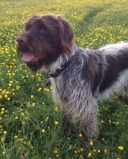 do terrier mix dogs shed