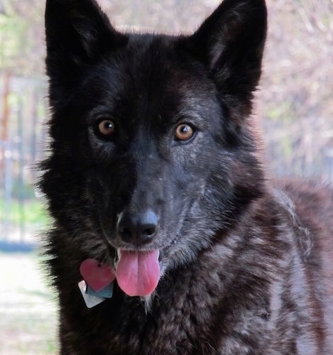 Close up head shot - A black and brown Wolfdog is standing outside, it is panting and it is looking forward. Its eyes are golden color and its nose is black.