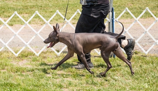 The left side of a black hairless Xoloitzcuintli that is being lead on a walk around a field at a dog show. Its mouth is open and tongue is out and its tail is up..