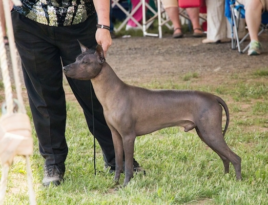 The left side of a hairless black Xoloitzcuintli that is standing in grass at a dog show with a lady in black pants holding its collar. There is a group of people behind them.