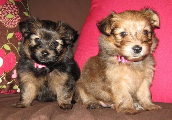 pomeranian and yorkie mix puppies