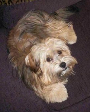 lhasa apso cross