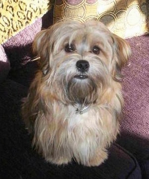 Front view - A long haired, brown with black and white Yorkie Apso dog  sitting on a couch cushion looking up. It has a black nose, black lips and long hair hanging all around it.