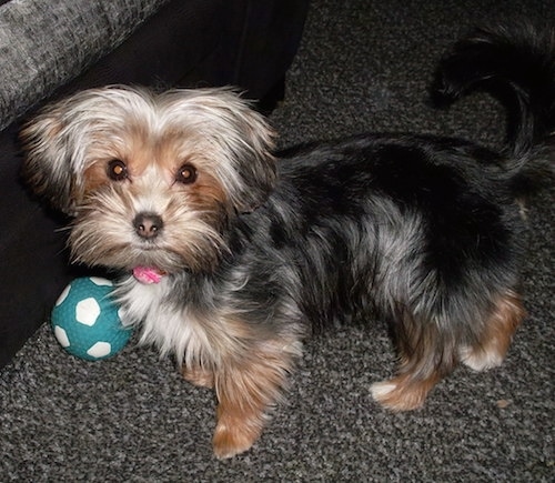 The left side of a long coated, black with brown Yorkie Apso that is standing across a carpeted floor. There is a green and white ball in front of it.