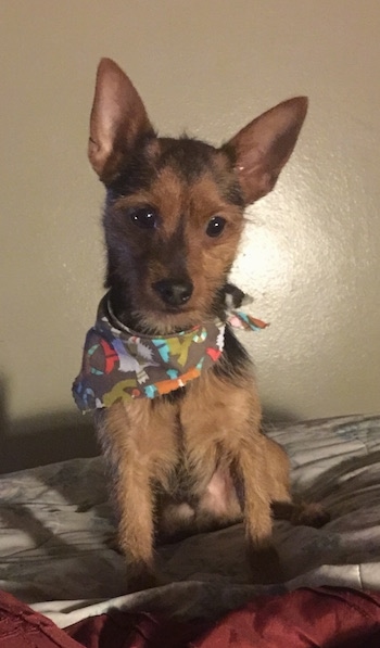 A black with brown Yorkshire Terrier is sitting on a bed wearing a bandana