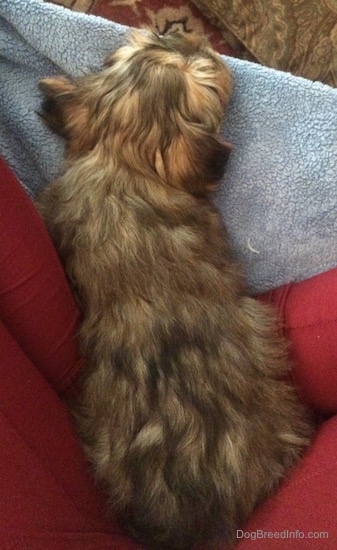 Top down view of a tan thick soft coated Yorktese puppy laying down in between a persons legs.