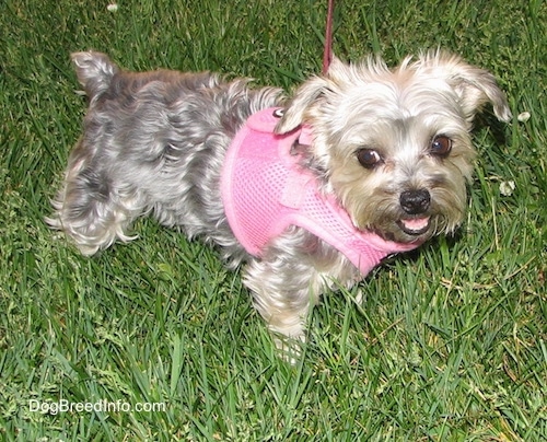 Top down view of a gray with cream Yorktese dog standing across a grass surface and it is wearing a pink harness.