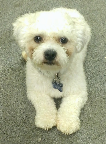 Front view - A shaved white Zuchon is laying on a carpeted surface and it is looking forward. It has wide round brown eyes and a big black nose and black lips.