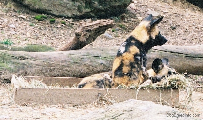A colorful orange, black and white patched wild dog with perk ears sitting in a wooden box outside that is lined with hay facing and looking to the right. It is sitting next to a laying wild dog.