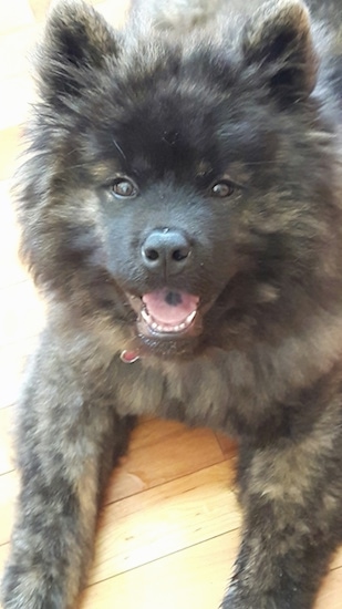 A thick coated, fluffy black and tan brindle dog with small perk ears, almond shaped brown eyes, a black nose and a smile on its face. It has a black spot on its tongue. It looks like a teddy bear.