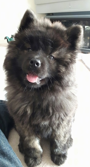 akita inu chow chow mix