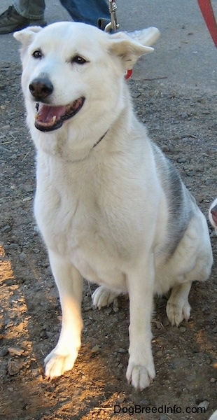 White Alaskan Husky sitting in the dirt and gravel with its ears pinned back and its mouth open looking like it is smiling.