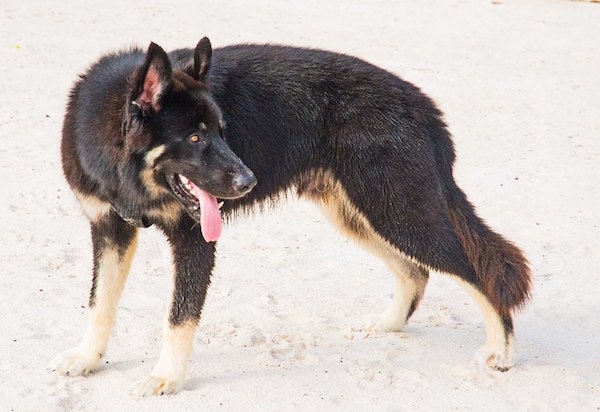 alsatian dog breeders