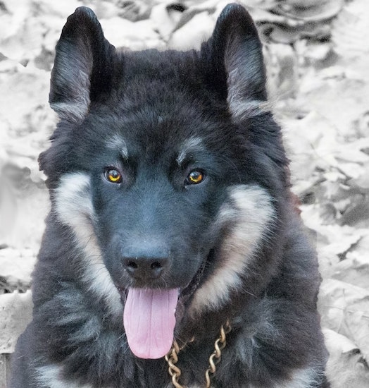 american alsatian dog