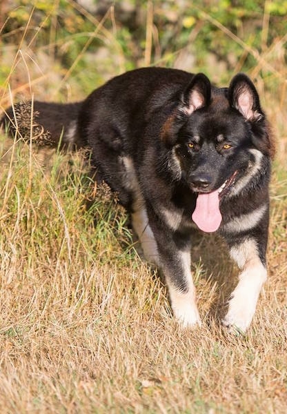 The front right side of a black and tan American Alsatian that is standing in tall brown grass and it is looking to the left.