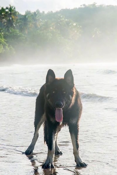 A black and tan American Alsatian is standing on a beach with a wave crashing into it and its long tongue is hanging out.