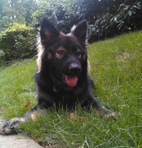 Alsatian shepalute shop for sale