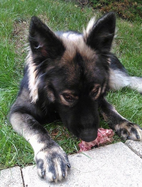 A black with tan American Alsatian is laying in grass, behind a sidewalk and he is chewing a chunk of raw meat in front of him.