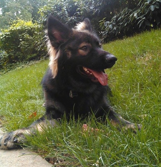 A black with tan American Alsatian is laying in grass, there is a chunk of raw meat in front of it, in between leaves and it is looking to the right.