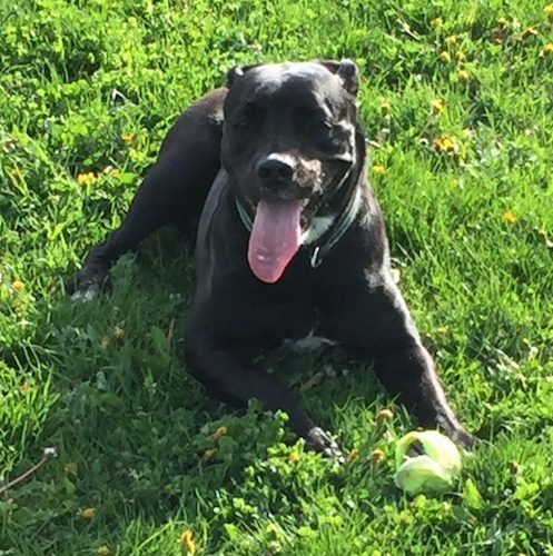 A black American Bullador is laying outside in the grass. A chewed tennis ball is in between its front paws, its mouth is open and its tongue is out.