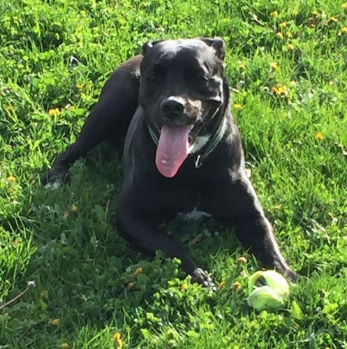 american bulldog and lab mix