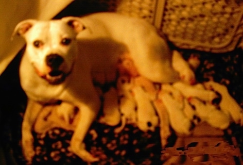 The left side of a white American Bulldog that is feeding a litter of 11 puppies.