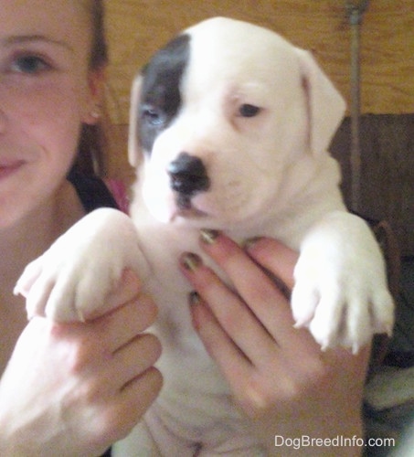 A white with black American Bulldog is being held in the hands of a person.