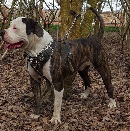 The front left side of a brindle with white American Bulldog that is standing across an area that is covered in leaves, it is looking to the left, its mouth is open and its tongue is out.