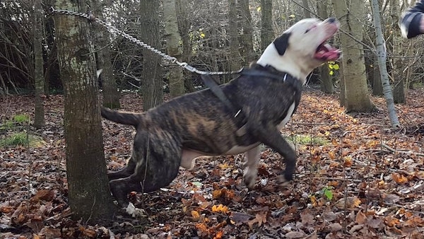 The right side of a brindle with white American Bulldog that is jumping at a person, standing to the right of it.