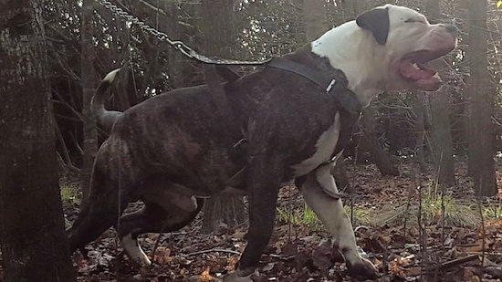 The right side of a brindle with white American Bulldog that is standing across leaves and its mouth is open.