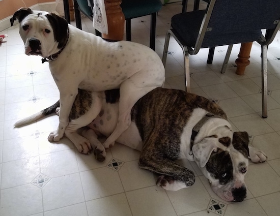 The left side of a white with black American Bulldog that is sitting on a brindle with white American Bulldog that is laying down across a tiled floor and there is a table behind it.