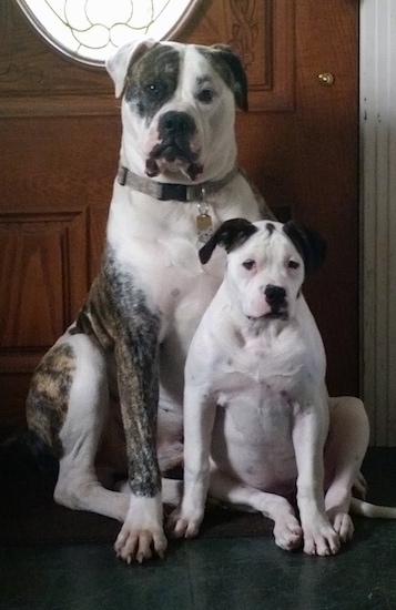 7 week old american bulldog puppy