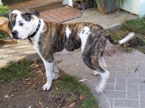 The left side of a brindle and white American Bulldog puppy that is standing across a walkway and it is looking forward.