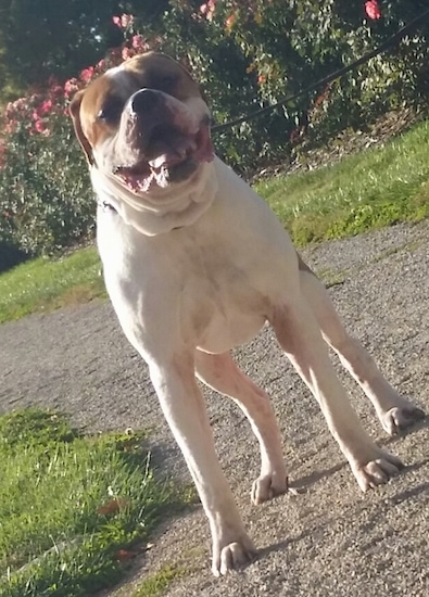 A white with brown American Bulldog is standing on a dirt path, it is looking forward, its mouth is open and its tongue is hanging out.