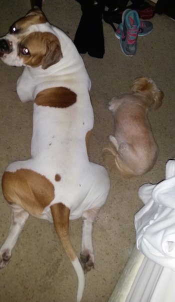 Topdown view of a white with brown American Bulldog that is laying down across from a toy dog.