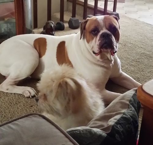 The right side of a white with brown American Bulldog that is laying across a carpet, it is looking forward and there is a smaller fluffy white dog that is laying in front of it.